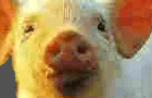 Barnyard Shenanigans(old)