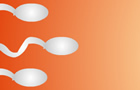 Sperm Wars