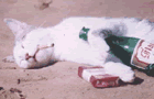 Pussy Cat