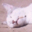Pussy Cat