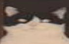 MEOWMEOW, a tribute
