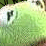 Pube Muppet Collection SE