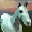 Evolution of the Unicorn