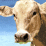 Mad about Mad Cow