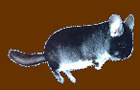 Chinchilla XZ by StupidHumorKing