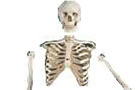 Kung Fu Bones