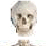 Kung Fu Bones
