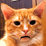 Sherbert the NG Cat