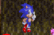 resident hedgehog