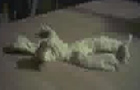Tech_Support III