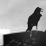 Wolf & Raven