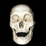 Skulls