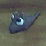 (2004) Legs the hamster