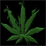 Marijuana