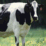 I AM COW!!!!!!!