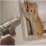 Cat Life (demo version)