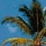 Travel - Tropical