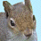 The Squirrel of Life