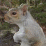 [2005] Retard Squirrel
