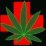 Medical Marijuana