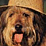 Dogs With Hats