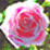 -Petals Around the Rose-
