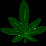 umm Marijuana