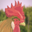 The Cock Coalition