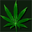Cannabis