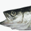 Sea Bass vs. Religion