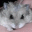 Hamsters: Episode 2