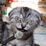 Kitten in the name of