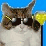 Pimp My Kittie 2