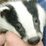 The Badger Song