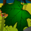A Wonderful Leaf v2