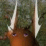 Wilderness Intro