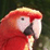 Sounds like...? Bird Ed.