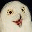 All Your Owls