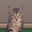 Cats are lame