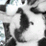 Grandbunny Paradox