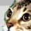 Fail Cat