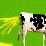 The Peeing Cow Collab