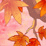 asi-Dream Fairy episode 1