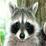 Jetpack Raccoon