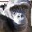 The Ape Collab 5