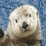 Sea Otter's Journey