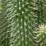 The Cactus Collab