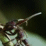 -Cordyceps-