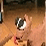 Retarded Cat