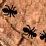 Ants!!